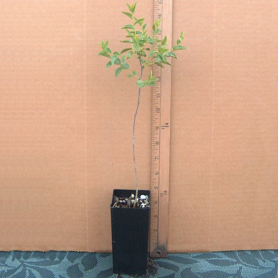 Sour Jujube Rootstock Live Plant in Pot | Grafting Fruit Trees | Hardy Ziziphus sp. | Small Deciduous Tree