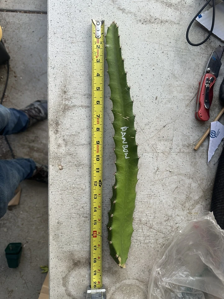Rainbow Dragon Fruit Cutting – 10-15 Inch Unrooted Hylocereus Cactus for Propagation, Climbing Pitaya Plant
