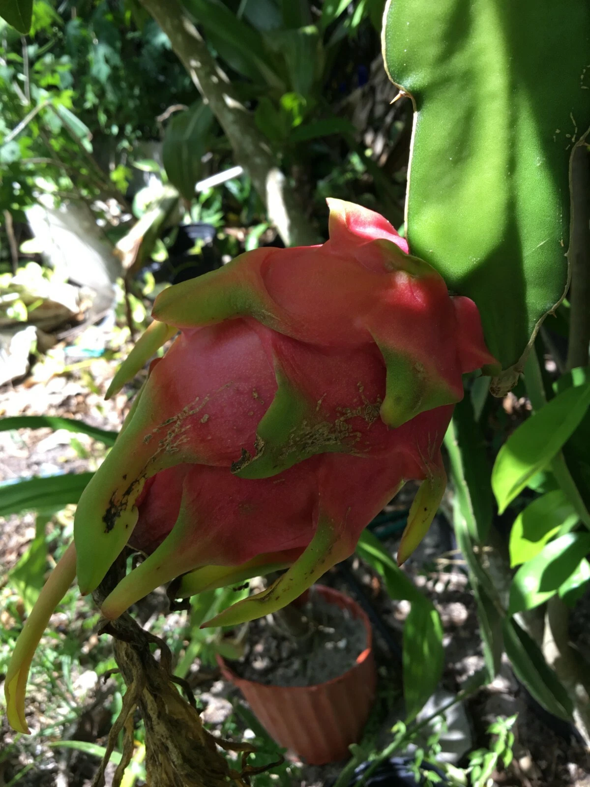 Vietnam Dragon Fruit Cuttings – 8-12 Inch Hylocereus Pitaya Cloning Stems with Bonus 4-Inch Rooting Cuttings