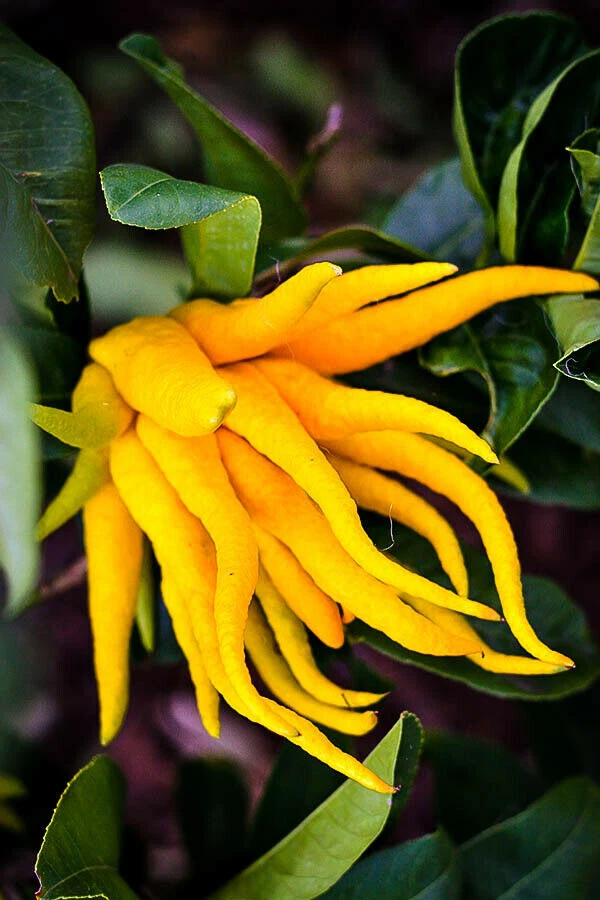 Live Buddha’s Hand Fingered Citron Tree – 12-15 Inch Citrus medica, Potted Evergreen Citrus for Garden or Container