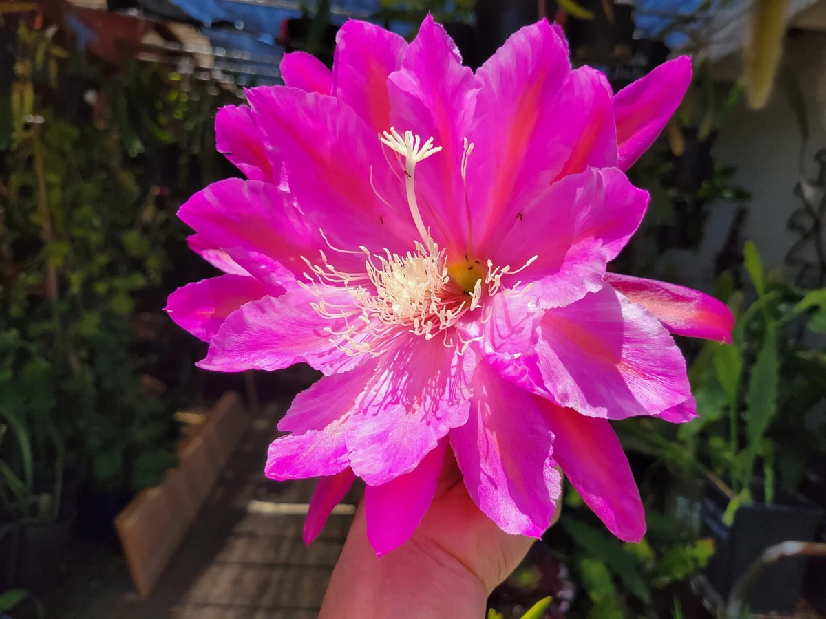 Epiphyllum San Miguel Unrooted Cuttings – 8-10 Inch Orchid Cactus Hybrid for Rooting & Indoor Growth