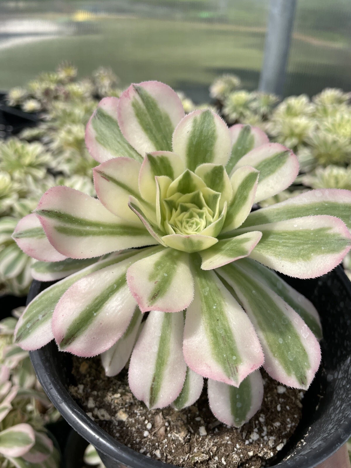Aeonium Variegated Maybach Cutting – 3.5 Inch Succulent Rosette Starter for Planting & Decor