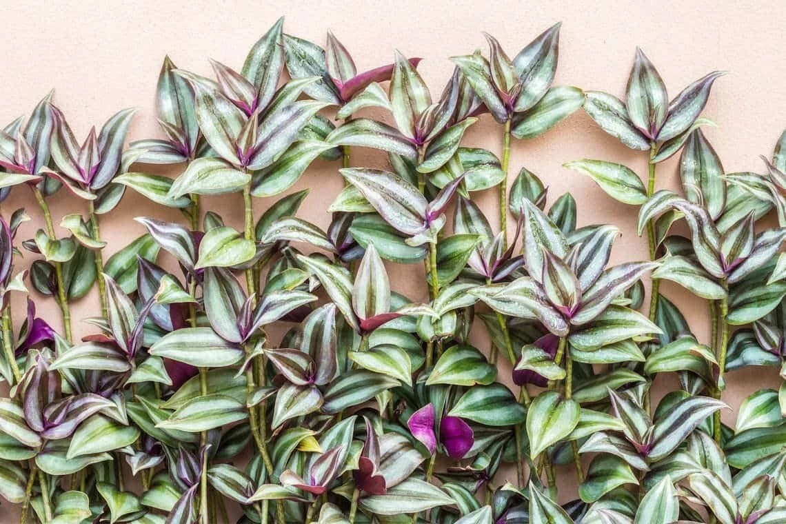 Tradescantia Zebrina Cuttings – 10 Unrooted Purple Wandering Jew Plant Stems for Indoor & Outdoor Trailing Foliage