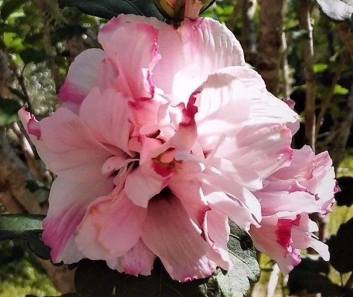 Double Pink Rose of Sharon Live Plant – Hibiscus syriacus Starter, 6-12 Inch Flowering Shrub for Garden & Landscape