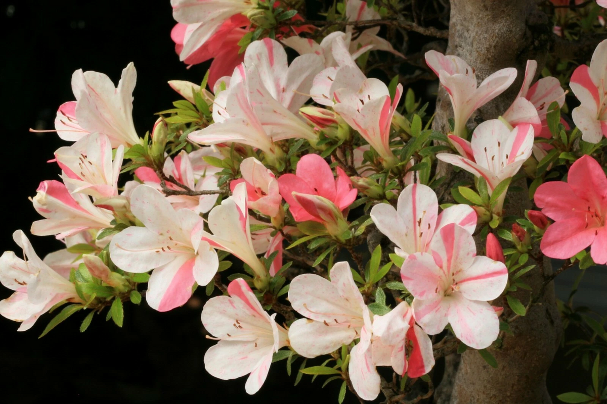 Astronaut Azalea Starter Plant – Deciduous Rhododendron with Bi-Color Striped Blooms, Live Garden Shrub, Partial Shade, Acidic Soil, Rhododendron