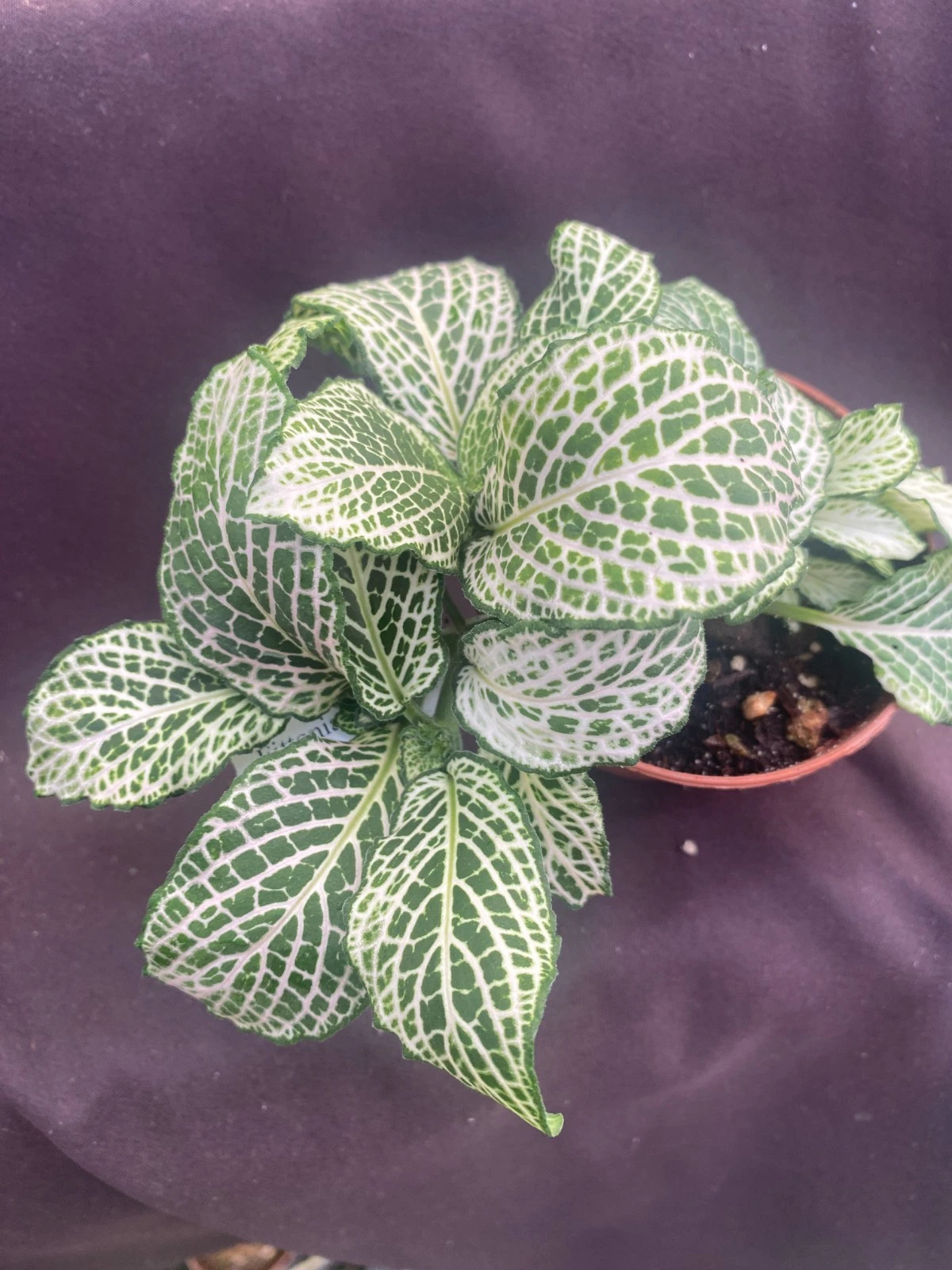 Fittonia Purple Snow Anne Nerve Plant in 3-Inch Pot, Colorful Foliage, Indoor Houseplant, Terrarium-Friendly, Compact, Easy Care