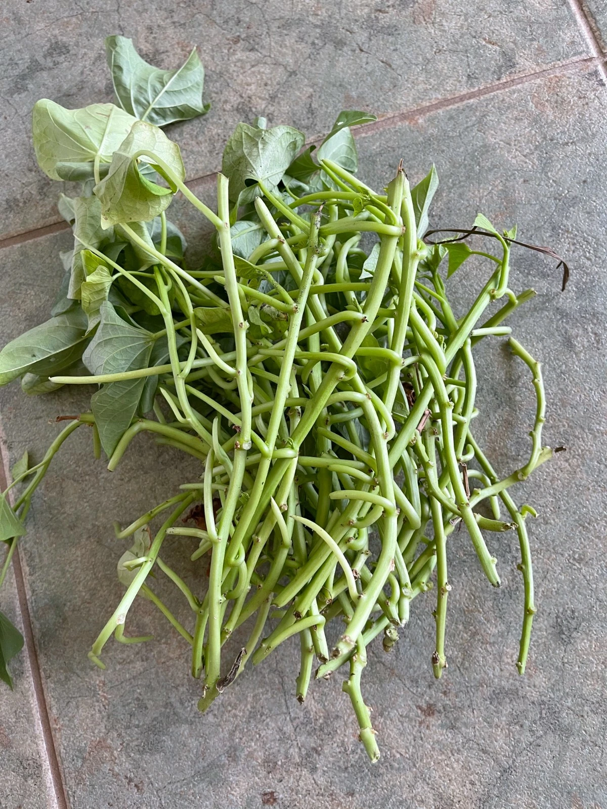 Japanese Sweet Potato Vine Cuttings – 20 Unrooted Ipomoea batatas Stems for Garden, Edible Landscaping, Trailing Vines