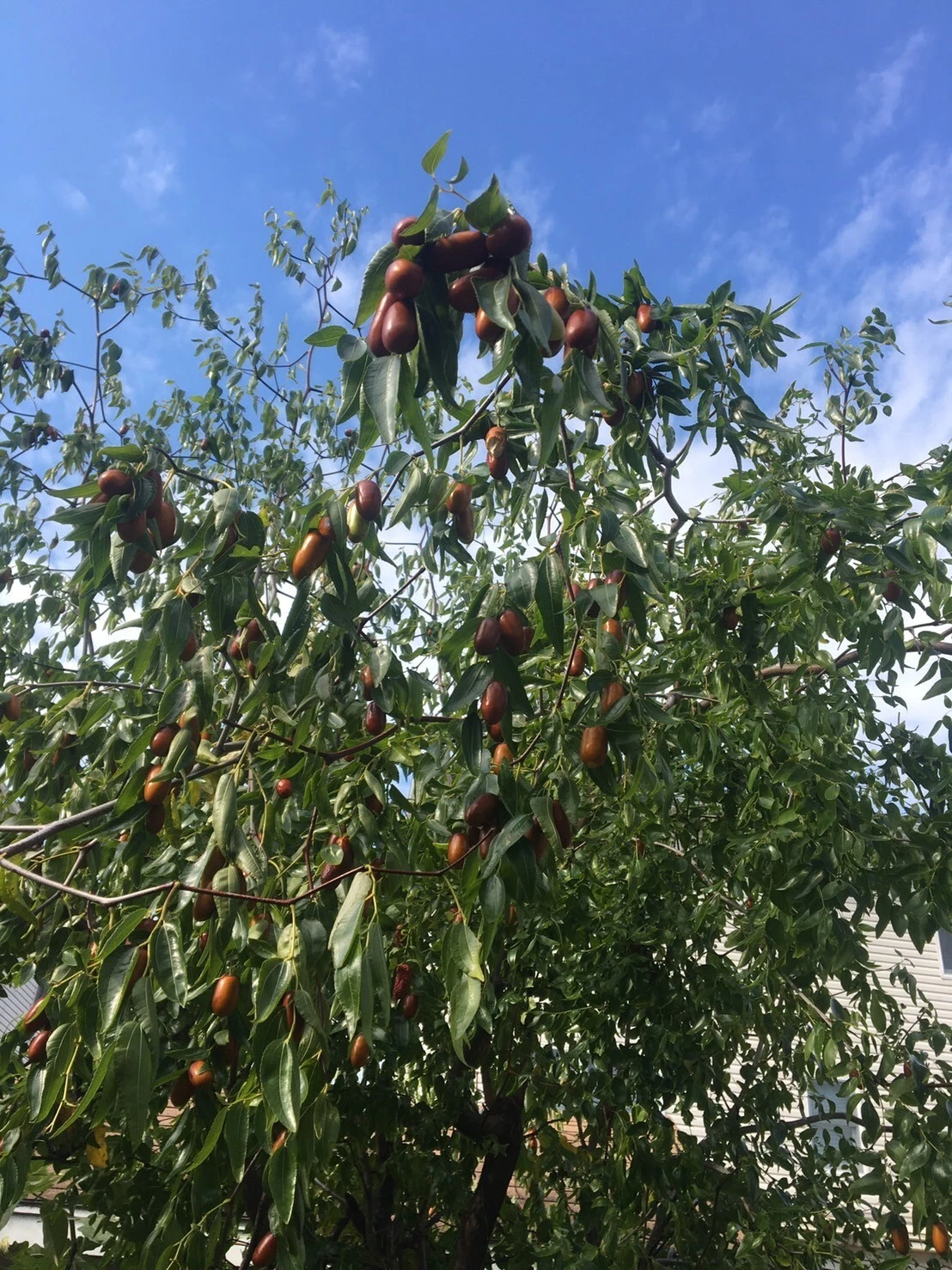 Tigertooth Jujube Cuttings – 5 Fresh 6-8in Hardwood Twigs for Grafting & Propagation – Ziziphus jujuba