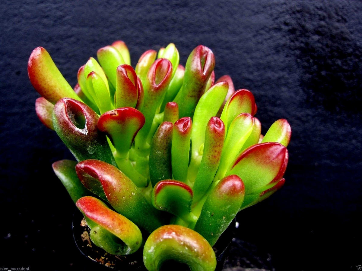Ogre Ears Jade Plant Cutting, Crassula ovata ‘Gollum’, Succulent Stem with Red Tips, Live Unrooted Plant for Indoor Pots & Gardens
