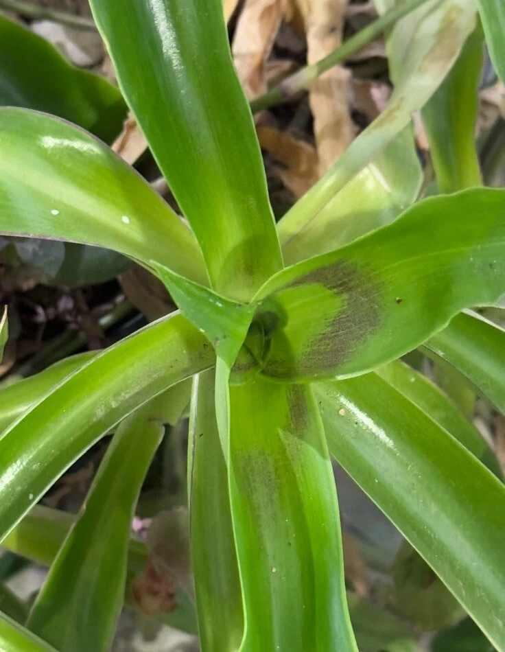 Callisia Fragrans Cuttings – 5 Unrooted Stem Propagation Plants, 4-6 Inch Basket Plant, Green Foliage, Perennial, Indoor & Outdoor