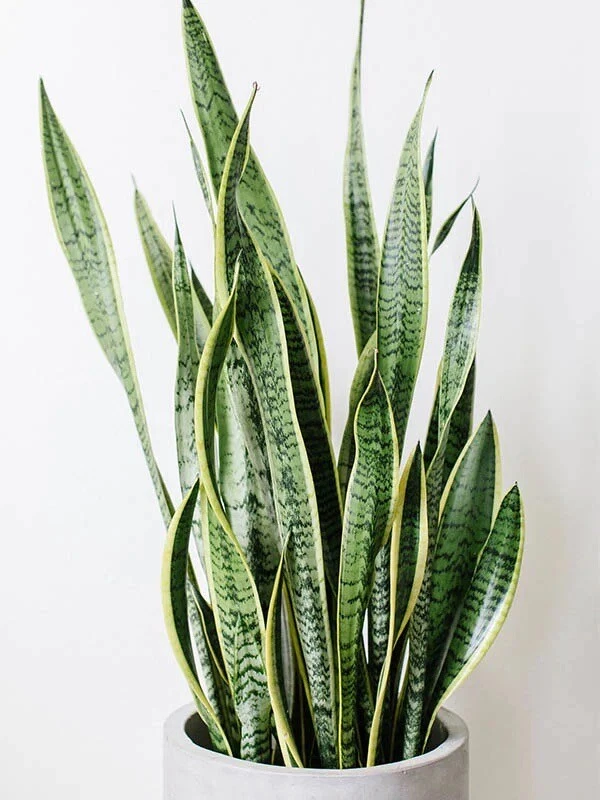 Unrooted Snake Plant Cuttings – 3 Green Variegated Sansevieria Trifasciata Clippings for Propagation