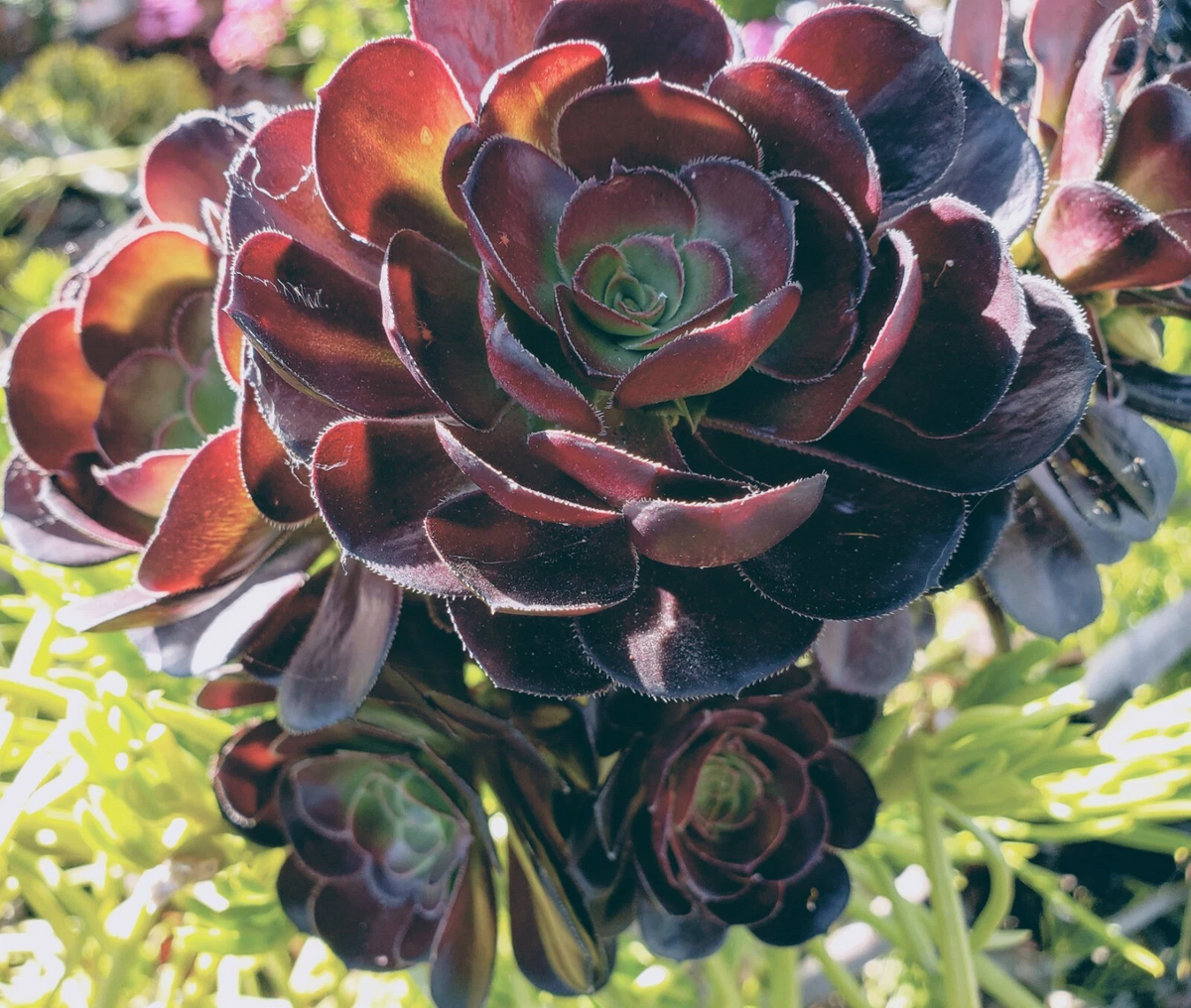 Aeonium Black Rose Cutting – 3–5 Inch Dark Burgundy Succulent Stem, Zwartkop Aeonium Arboreum for Pots & Gardens