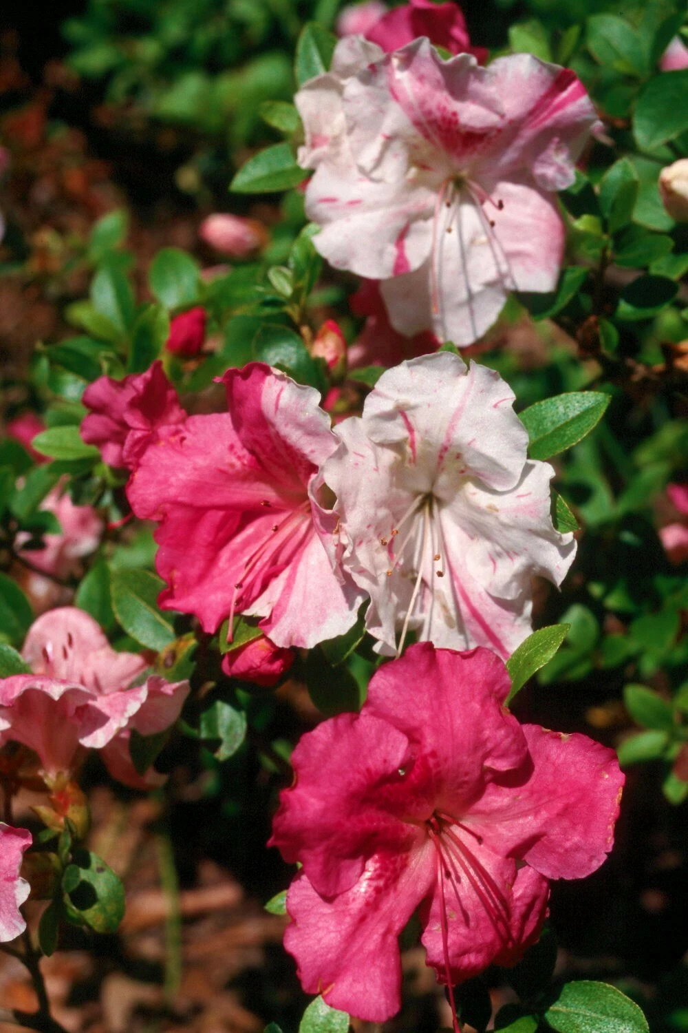 Azalea Rhododendron Starter Plant – Live Flowering Shrub with Multicolor Blooms, Suitable for Garden or Container Growth