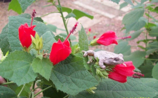 Red Turk’s Cap Plant Cuttings – 7 Live Malvaviscus arboreus var. drummondii, Flowering Shrub for Garden & Container Growth