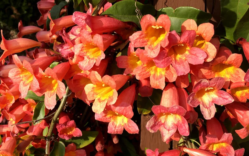 Tangerine Beauty Crossvine Rooted Starter Plant, Evergreen Climbing Vine, Bignonia capreolata, Orange Flowers for Garden