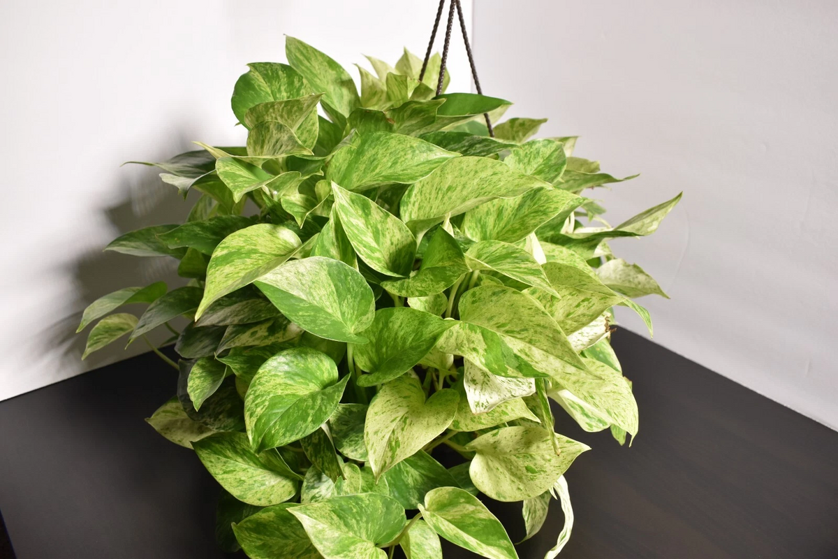 Marble Queen Pothos Cutting – Fully Rooted 3-Node Epipremnum Aureum Variegated Indoor Vine in Soil