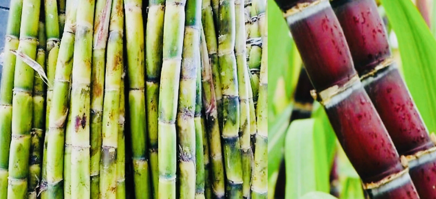 Fresh Cut Sugarcane Sticks – Edible, Non-GMO, Green or Purple, for Juicing, Chewing, Culinary & Crafts