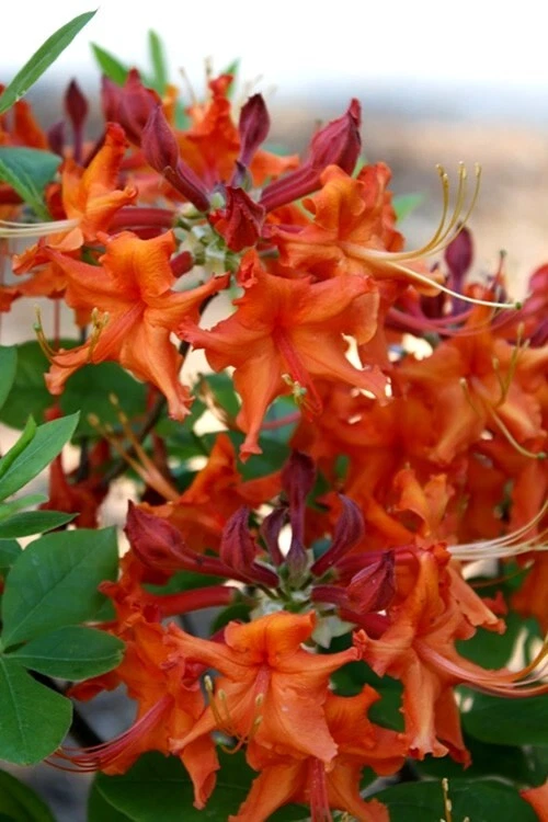 Aromi Red Pepper Azalea Live Starter Plant – Bright Red Blooms, Deciduous Rhododendron, Small Potted Shrub for Garden Landscaping