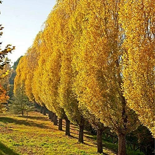 Lombardy Poplar Tree Cuttings – 5 Unrooted Live Propagation Pieces – Populus nigra ‘Italica’ Columnar Deciduous Tree