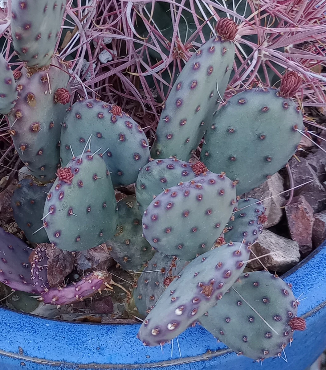 Opuntia gosseliniana Santa Rita Purple Prickly Pear Cactus Live Pad Cutting Cold Hardy Succulent