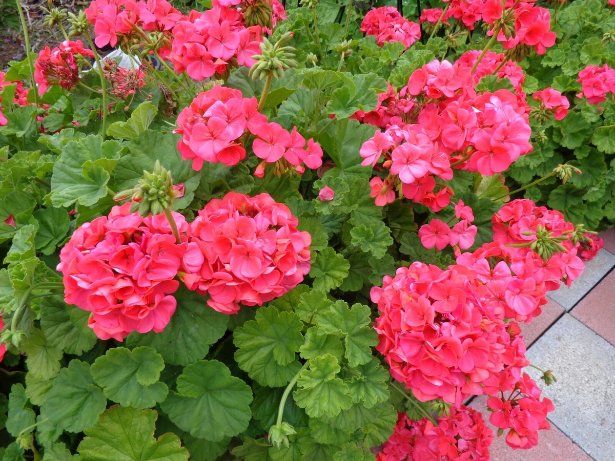 Red-Orange Geranium Cuttings 6-Inch Unrooted Pelargonium Stems for Propagation, Flowering Plant
