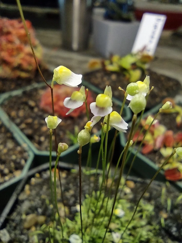 Utricularia bisquamata White Form – 1" Potted Carnivorous Bladderwort for Terrariums & Mini Displays