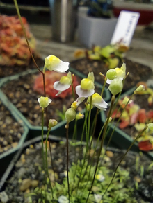 Utricularia bisquamata White Form – 1" Potted Carnivorous Bladderwort for Terrariums & Mini Displays