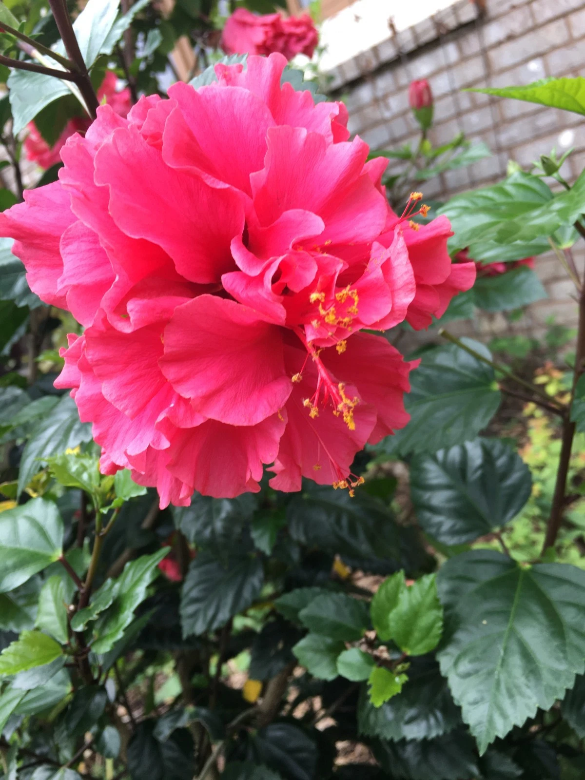 Tropical Hibiscus Pride of Hankins Cuttings – 6+ Unrooted 5 Inch Stem Propagation Plants Hibiscus rosa-sinensis