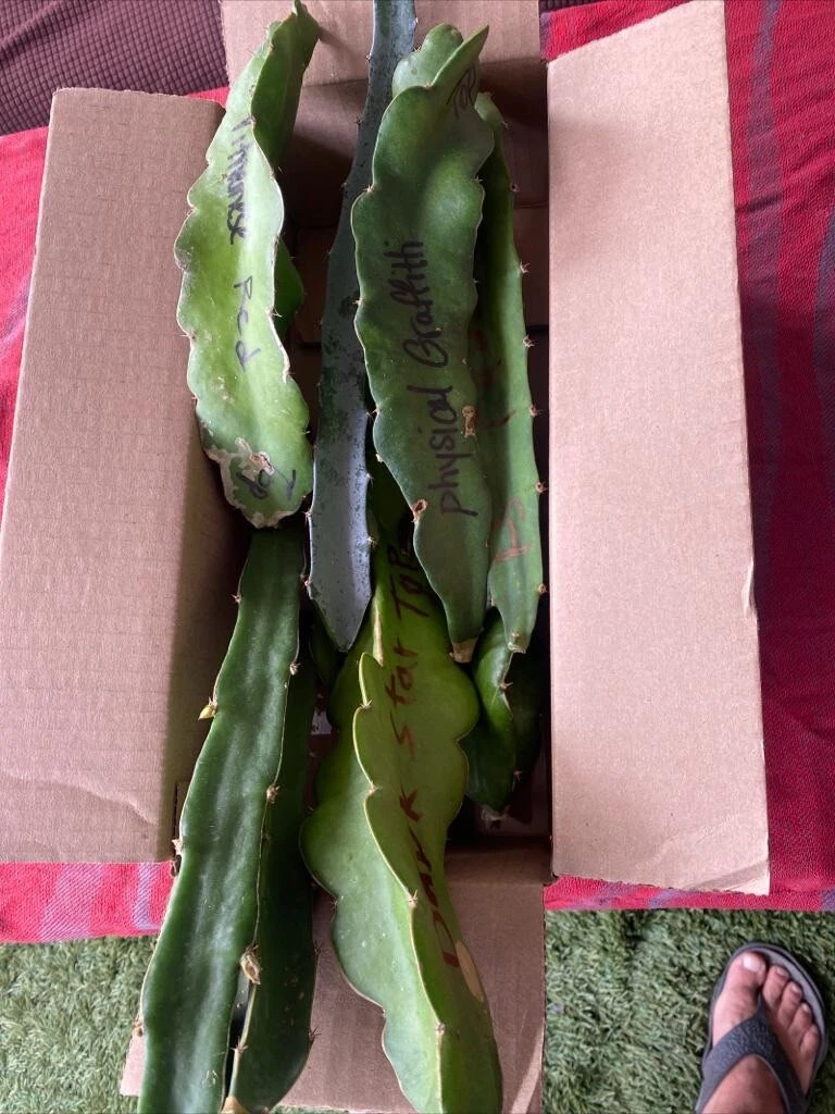 Dragon Fruit Cuttings – 16 Live Pitaya Clippings for Planting, Climbing Cactus, Hylocereus spp.