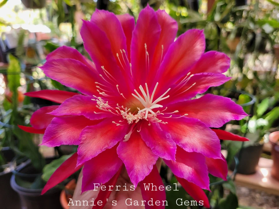 Epiphyllum ‘Ferris Wheel’ Unrooted Cuttings – 8-10 Inch Orchid Cactus Segments, Rare Bloom Variety, Easy to Root, Tropical Epiphytic Cactus