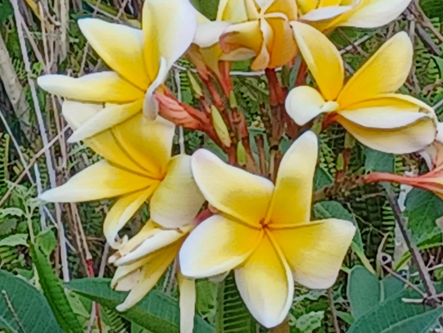 Live Plumeria Cuttings for Planting – Unrooted Frangipani Stems, Tropical Flower Color, Stem Propagation, Plumeria spp.