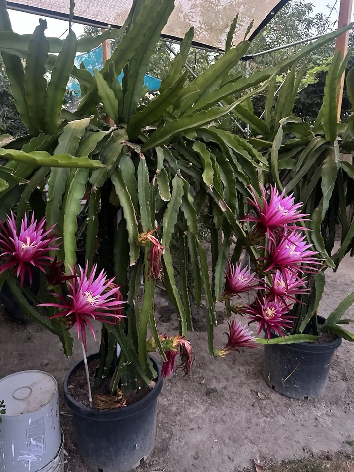 Dragon Fruit Cutting Connie Mayer – Unrooted 8-12 Inches Hylocereus Hybrid for Rooting, Climbing Cactus, Pitahaya, Selenicereus