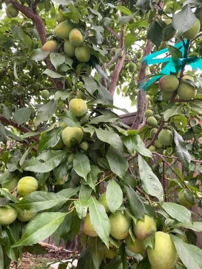 Grenade® Pluot Scion Cuttings for Grafting, Plum x Apricot Hybrid, Prunus salicina × Prunus armeniaca