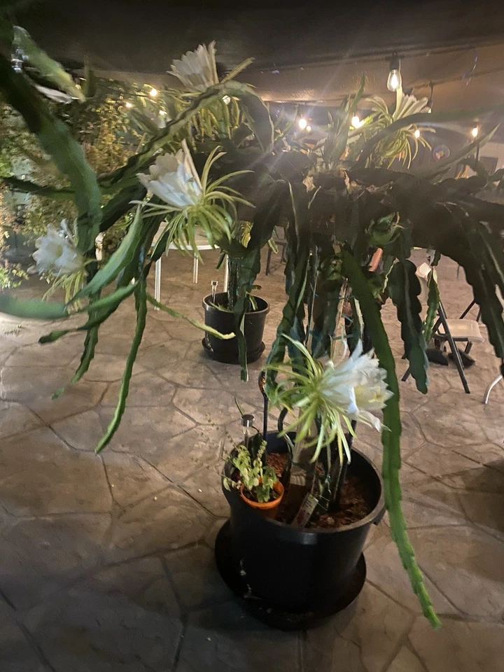 Red Dragon Fruit Cuttings – 8-12 Inches Self-Pollinating Pitaya Climbing Cactus for Garden & Trellis - Hylocereus spp.