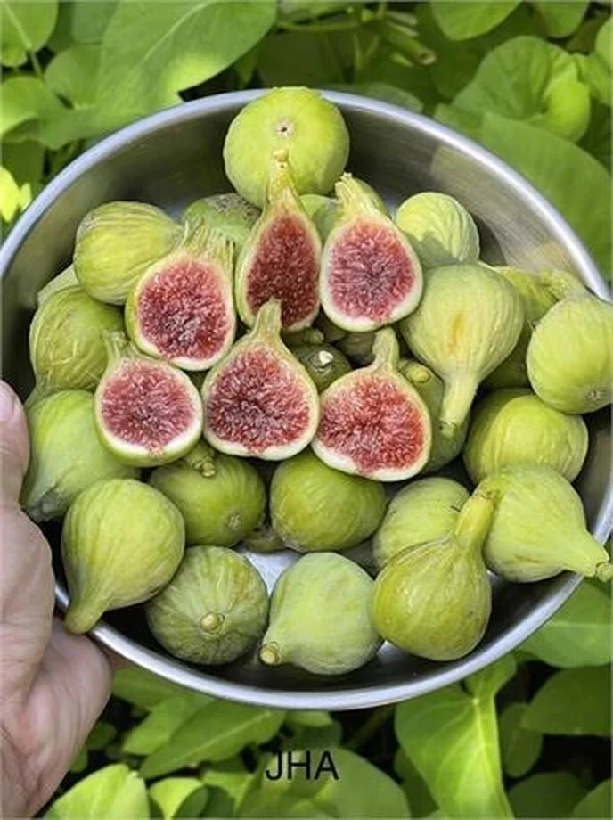 Unrooted JH Adriatic Fig Cutting – Ficus carica Fruit Tree, Over 8 Inches, 3+ Nodes, Live Propagation Plant