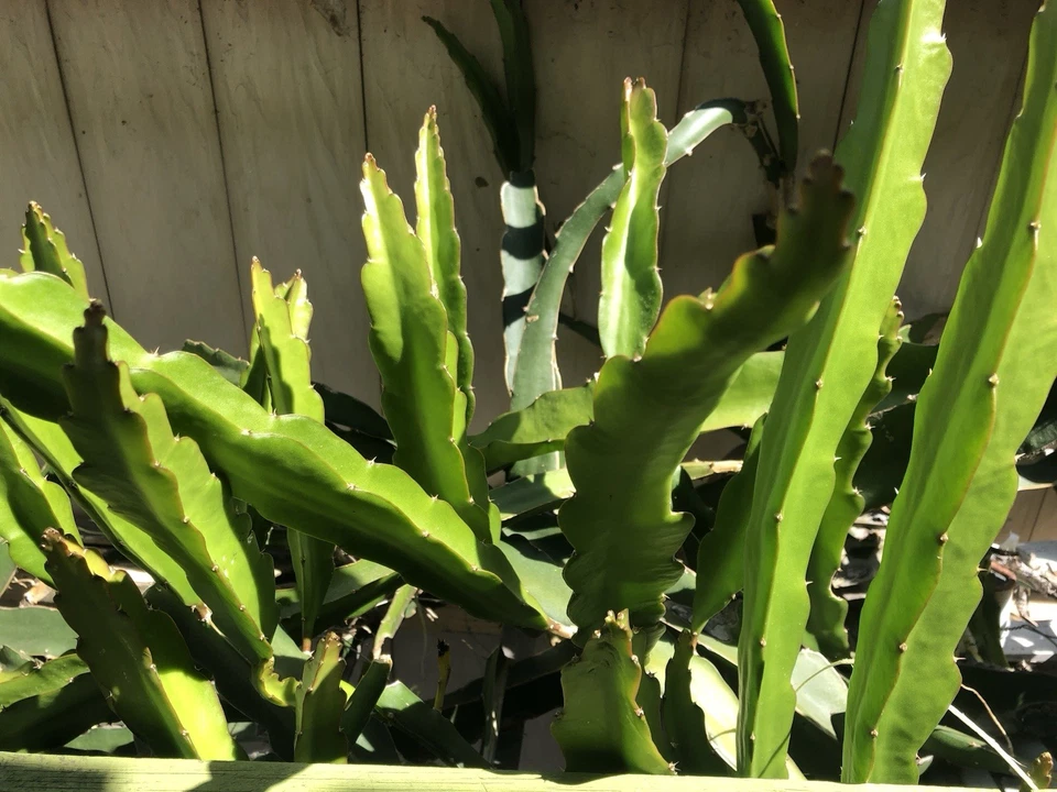 White Dragon Fruit Cuttings – 5 Live 8-Inch Hylocereus undatus Self-Fertile Climbing Cactus for Planting