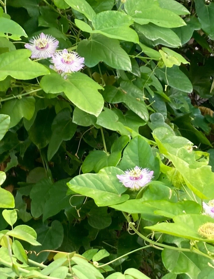 Passiflora Vine Cuttings – 20 Unrooted 7-Inch Passion Flower Stem for Propagation, Butterfly Host Plant, Climbing Vines, Passiflora spp.