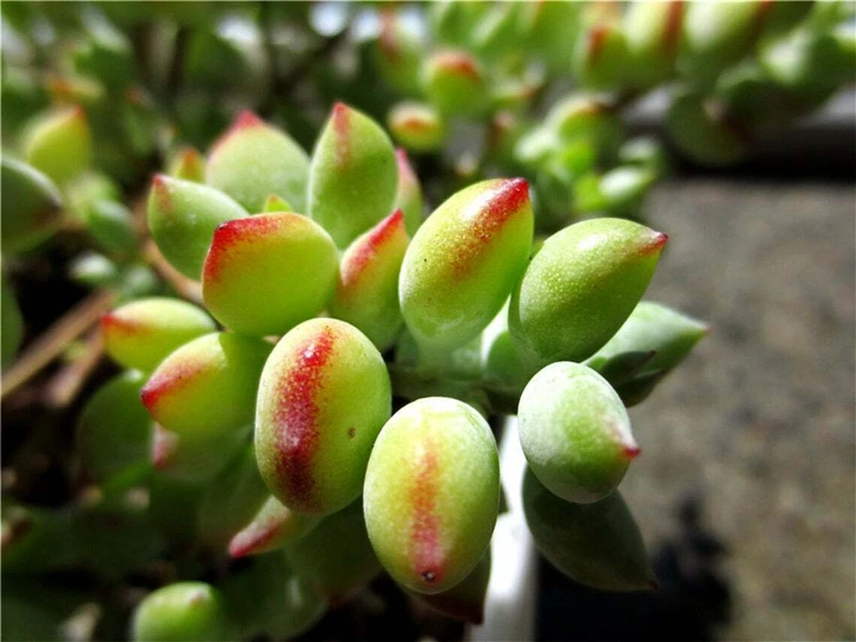 Succulent Cuttings – 3 Live Trailing Cotyledon Pendens Plants for Indoor Garden Decor – Blue-Green Fleshy Leaves
