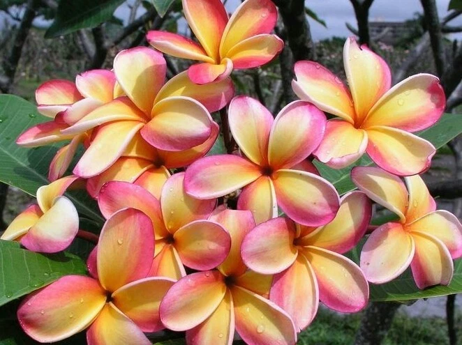 Rainbow Plumeria Cutting – 9-14 Inches, Multicolor Frangipani Stem, Tropical Flowering Plant for Propagation, Plumeria rubra
