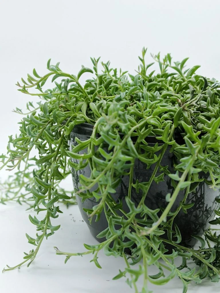 String of Dolphins Cuttings – 3 Unrooted 4-Inch Senecio peregrinus Succulent Stems for Propagation