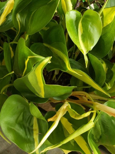 Philodendron Brasil Cutting – Heart Leaf Vine, Lime Green Variegation, Live Indoor Plant for Hanging & Climbing Displays