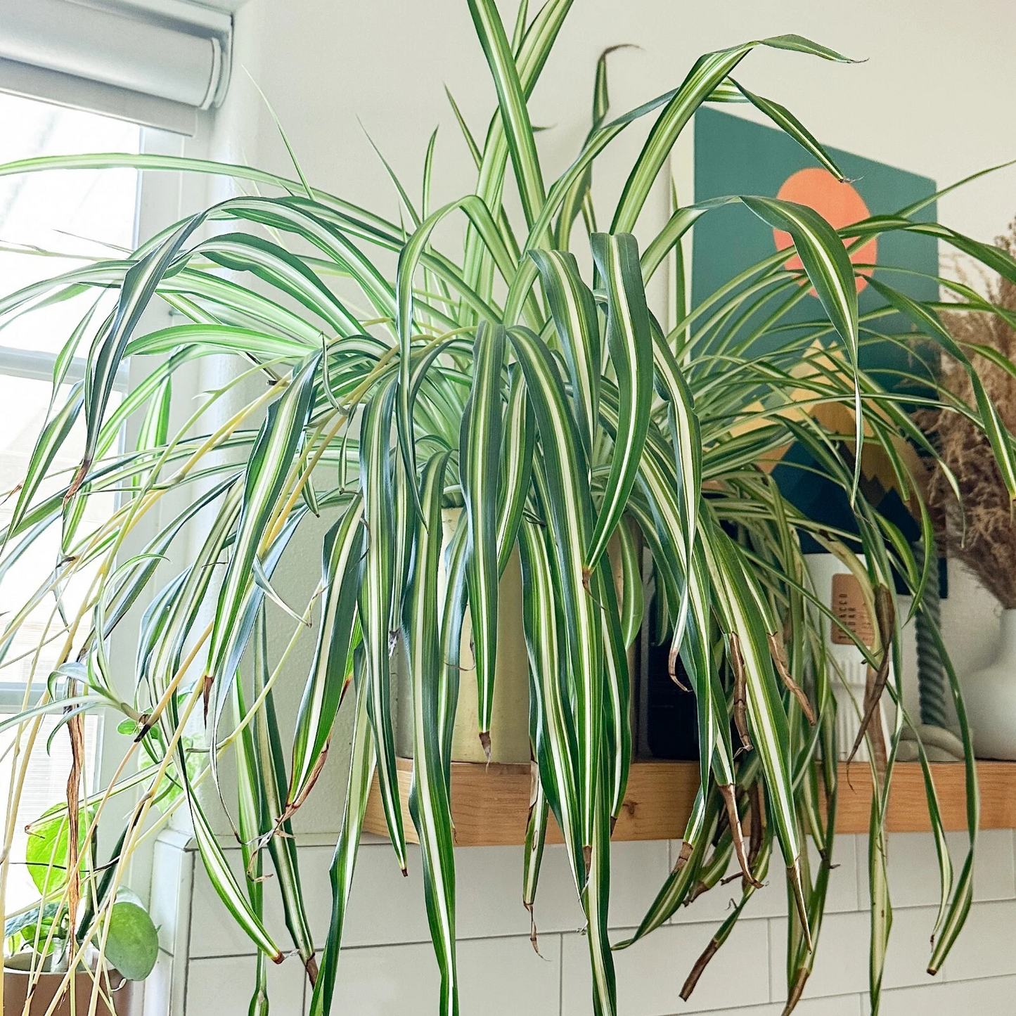 Fully Rooted Spider Plant Cuttings – Chlorophytum comosum Live Indoor Houseplant, Ready to Plant