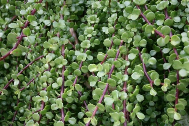 Dwarf Jade Bonsai Cuttings – 15+ Unrooted Succulent Cuttings, 7 Inches, Portulacaria afra, Bonsai & Container Plant Starter