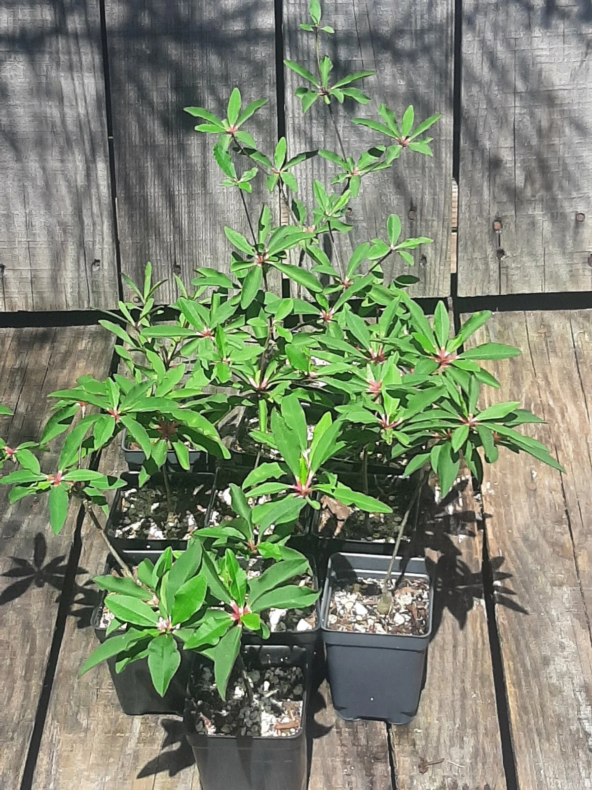Euphorbia mahabokensis Live Plant – Seed-Grown Ornamental Succulent for Indoor/Outdoor Gardens