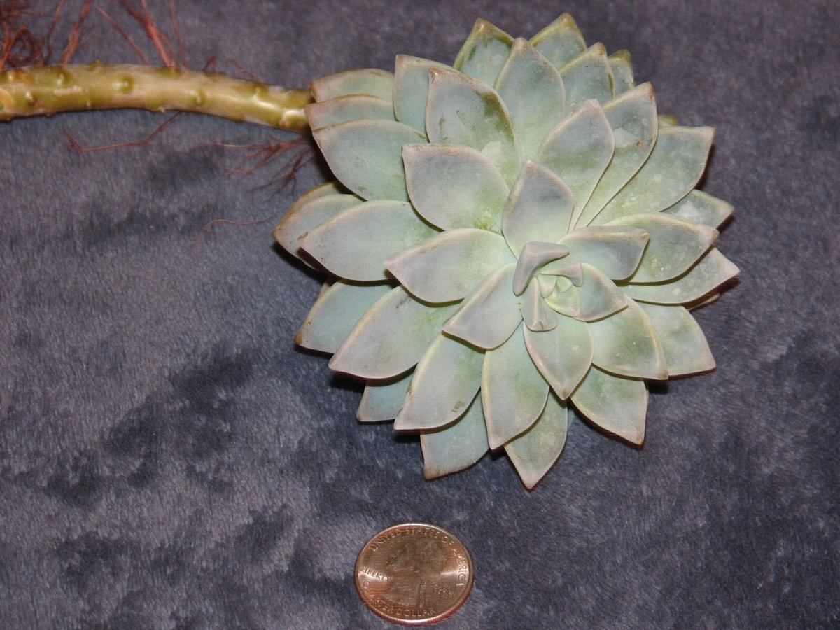 Graptopetalum paraguayense Succulent Cutting – Live Unrooted Ghost Plant Starter for Propagation, Rosette Foliage, Pale Green to Silvery Gray