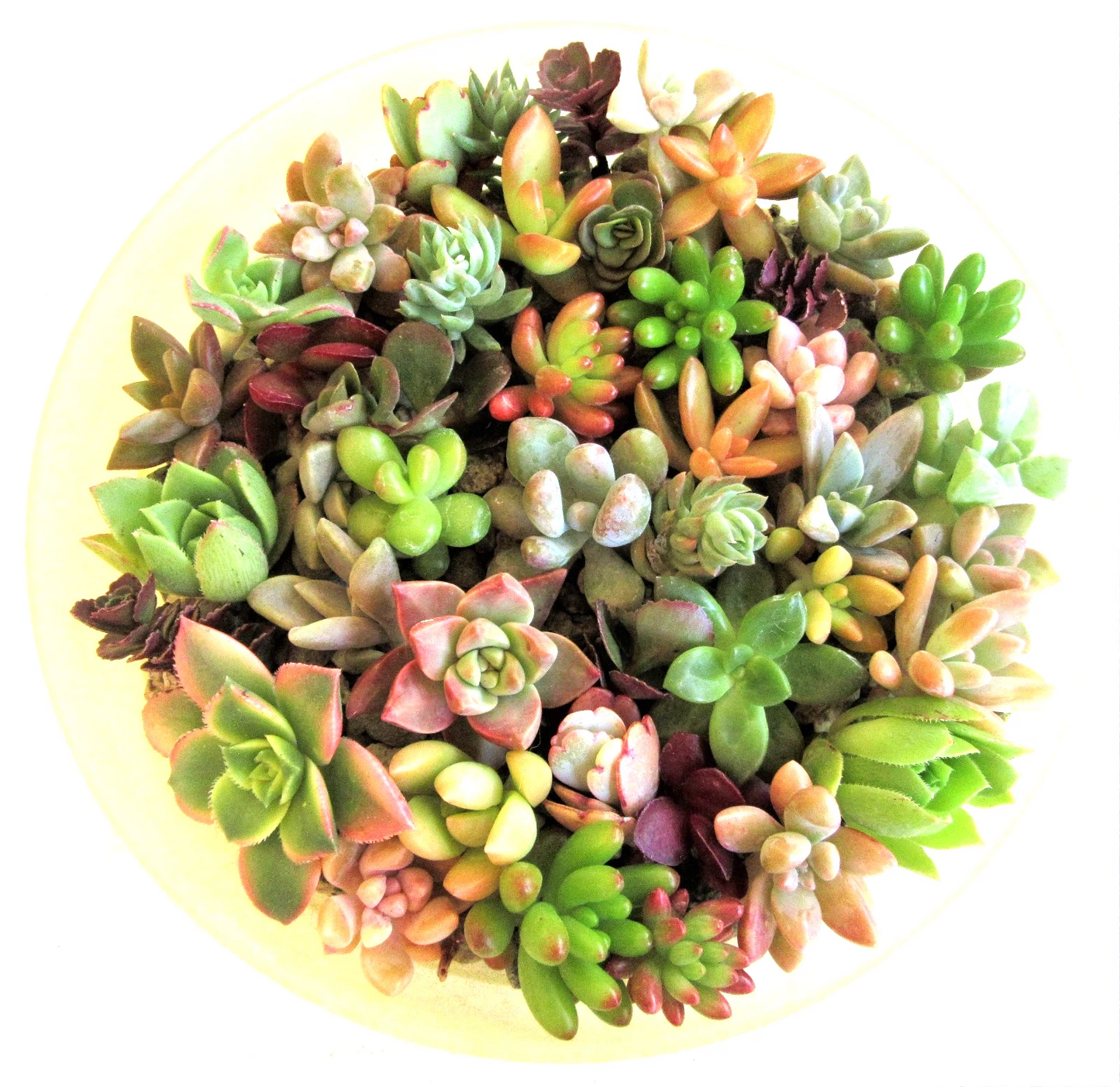 Succulent Rosette Cuttings 30+ Varieties 1-2 Inch Assorted Echeveria Sedum Crassula for DIY Arrangements & Garden Projects