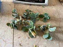 Kalanchoe fedtschenkoi ‘Lavender Scallops’ Live Succulent Cutting with Variegated Blue-Green Leaves and Pink Edges
