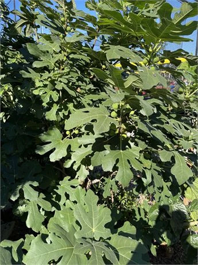 Dominick’s Fig Tree Cutting – 8+ Inch Ficus carica Propagation Rooting Plant for Edible Garden, Home Orchard, Container Growing
