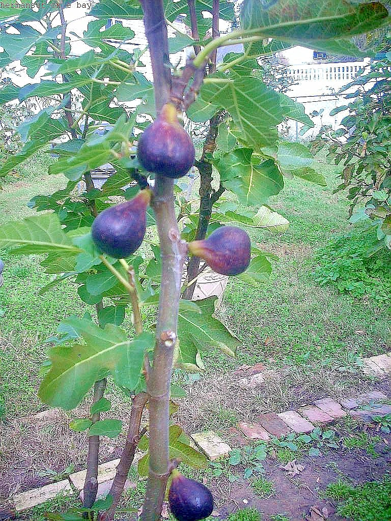 Vasilika Black Fig Tree Cuttings – Unrooted Hardwood Propagation Cuttings of Ficus carica