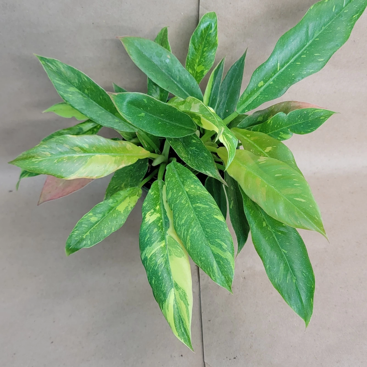 Philodendron Ring of Fire Variegated Live Plant – 6-Inch Potted Tropical Aroid with Colorful Foliage